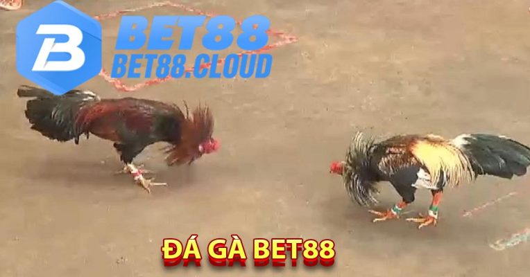 Đá Gà Bet88