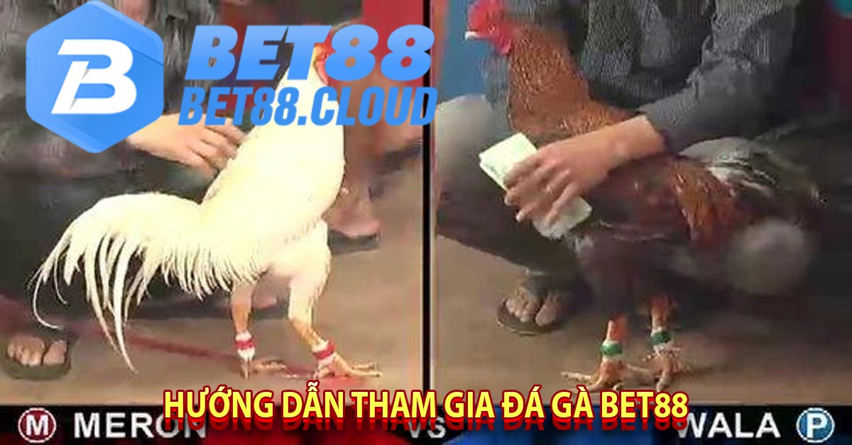 Hướng Dẫn Tham Gia Đá Gà Bet88